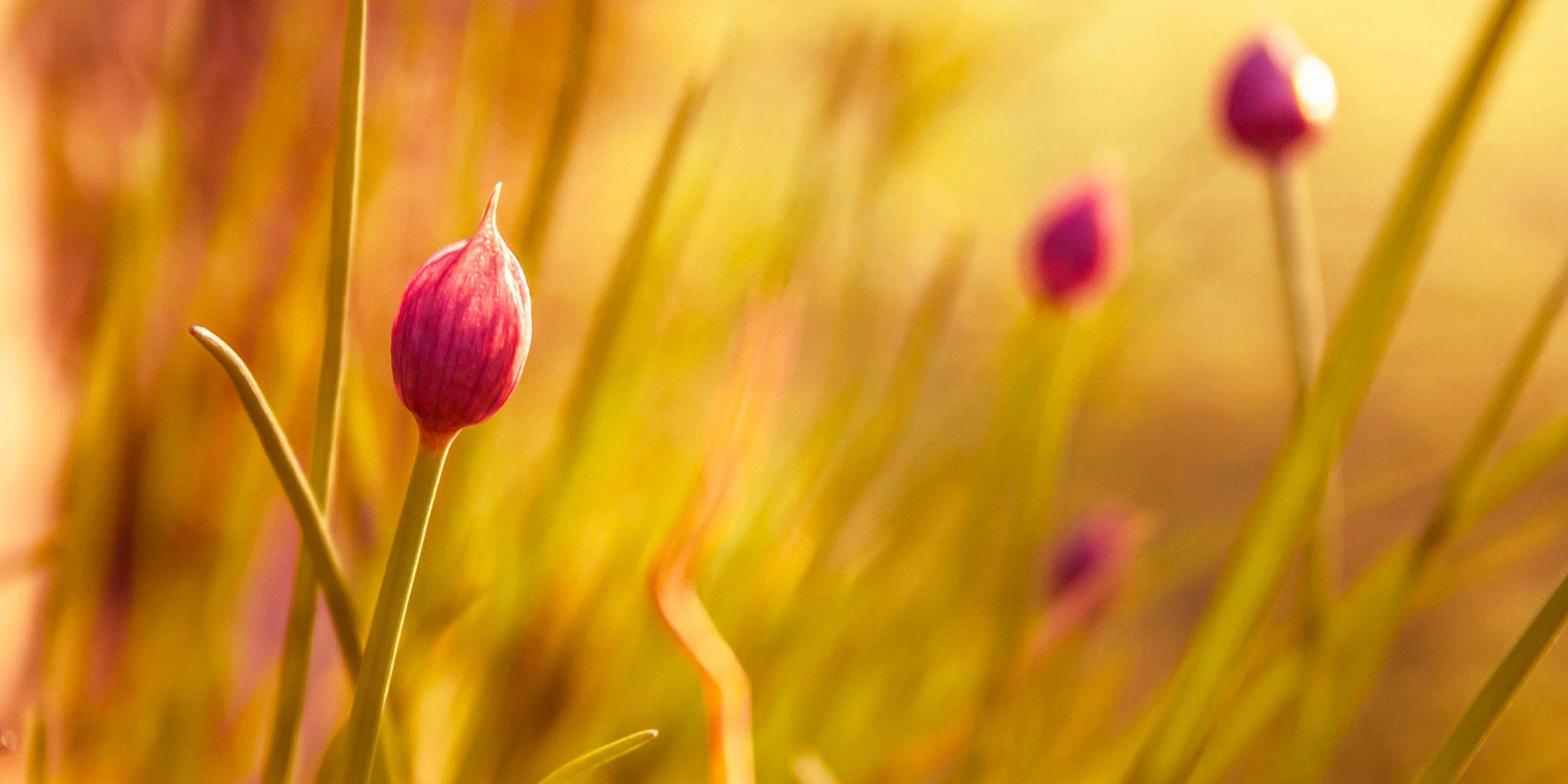 Natuurlijke vetverbranders