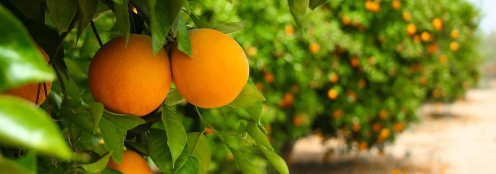 Citrusvruchten