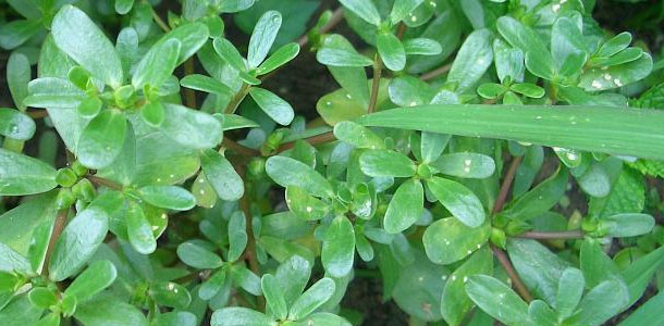 Postelein vergeten groente met vele gezondheidsvoordelen + Recepten