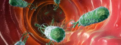 Verstoorde darùflora herstellen