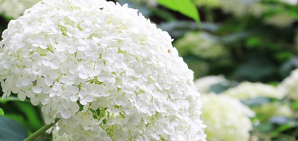 Hortensia's verzorgen