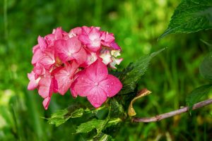 Hortensia's verzorgen