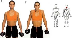 Trainen met gewichten