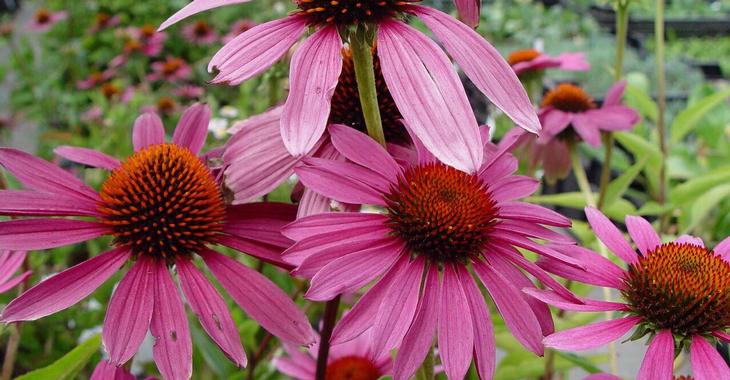 Echinacea tegen virus besmettingen