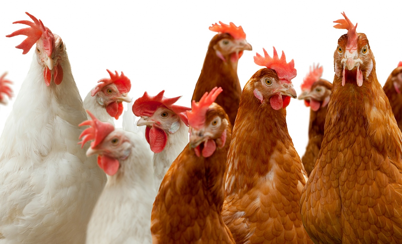 Wat is vogelgriep