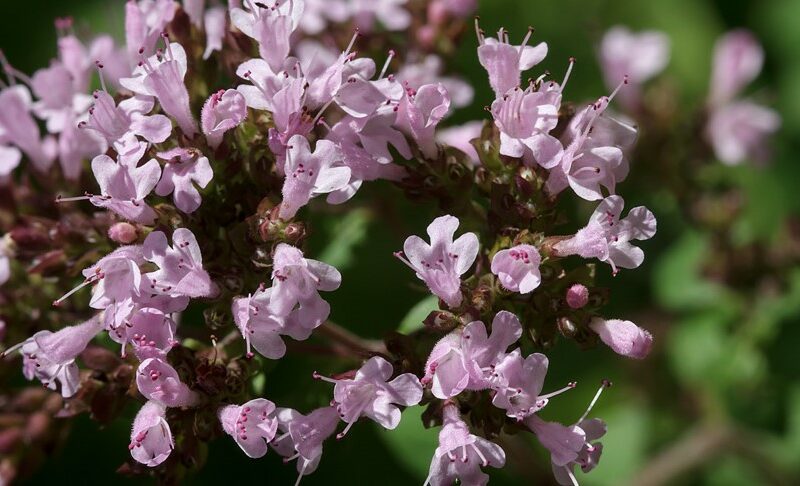 De geneeskracht van marjolein
