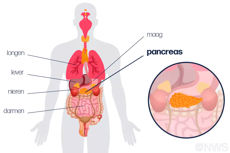 Gezonde pancreas anatomie en preventie