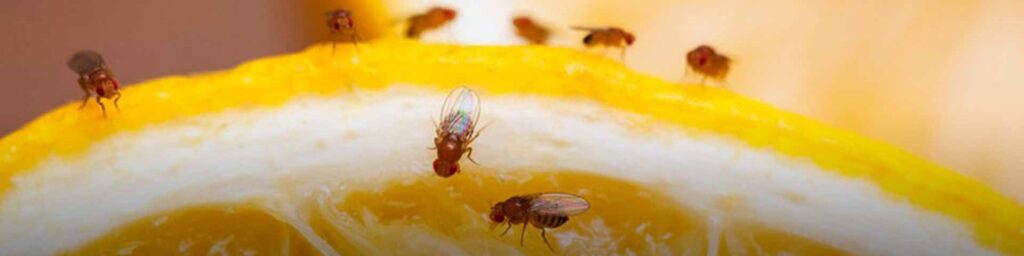 Fruitvliegjes voorkomen en bestrijden