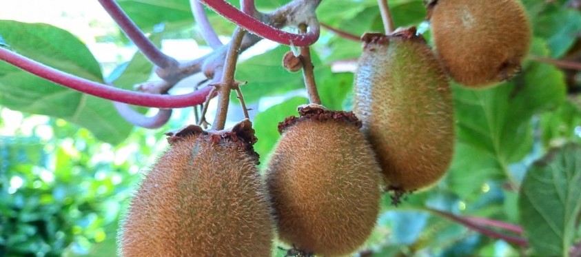 Groene kiwi's