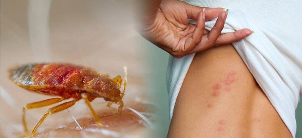 Huisstofmijt bestrijden