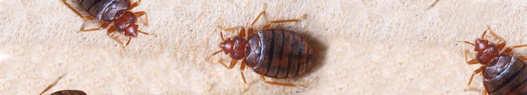 Huisstofmijt bestrijden