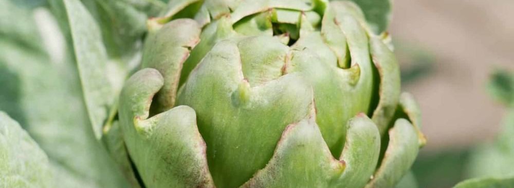 Bittere groenten zoals artisjok, witloof en rucola ter ondersteuning van de pancreas bij hooikoorts