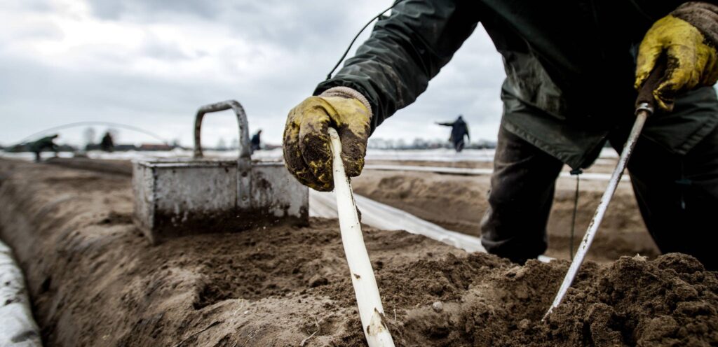 Asperges zijn in de eerste plaats supergezond. In Puurs-Kalfort staan ze ook symbool voor het Aspergefestival